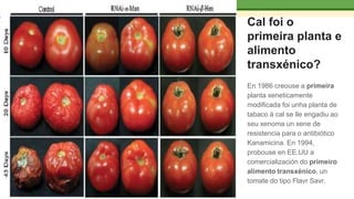 Cal foi o
primeira planta e
alimento
transxénico?
En 1986 creouse a primeira
planta xeneticamente
modificada foi unha planta de
tabaco á cal se lle engadiu ao
seu xenoma un xene de
resistencia para o antibiótico
Kanamicina. En 1994,
probouse en EE.UU a
comercialización do primeiro
alimento transxénico, un
tomate do tipo Flavr Savr.
 