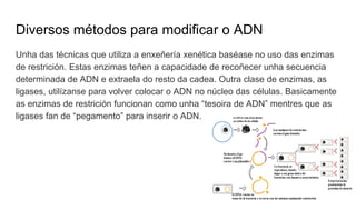 Diversos métodos para modificar o ADN
Unha das técnicas que utiliza a enxeñería xenética baséase no uso das enzimas
de restrición. Estas enzimas teñen a capacidade de recoñecer unha secuencia
determinada de ADN e extraela do resto da cadea. Outra clase de enzimas, as
ligases, utilízanse para volver colocar o ADN no núcleo das células. Basicamente
as enzimas de restrición funcionan como unha “tesoira de ADN” mentres que as
ligases fan de “pegamento” para inserir o ADN.
 