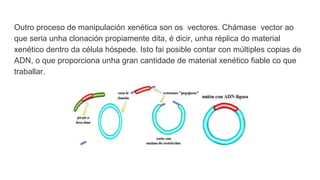Outro proceso de manipulación xenética son os vectores. Chámase vector ao
que seria unha clonación propiamente dita, é dicir, unha réplica do material
xenético dentro da célula hóspede. Isto fai posible contar con múltiples copias de
ADN, o que proporciona unha gran cantidade de material xenético fiable co que
traballar.
 