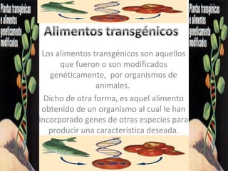 Los alimentos transgénicos son aquellos
      que fueron o son modificados
    genéticamente, por organismos de
                 animales.
  Dicho de otra forma, es aquel alimento
 obtenido de un organismo al cual le han
incorporado genes de otras especies para
   producir una característica deseada.
 