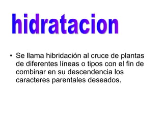 Se llama hibridación al cruce de plantas de diferentes líneas o tipos con el fin de combinar en su descendencia los caracteres parentales deseados.  hidratacion 