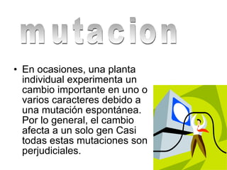 En ocasiones, una planta individual experimenta un cambio importante en uno o varios caracteres debido a una mutación espontánea. Por lo general, el cambio afecta a un solo gen Casi todas estas mutaciones son perjudiciales.  mutacion 
