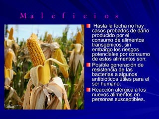 Maleficios  Hasta la fecha no hay casos probados de daño producido por el consumo de alimentos transgénicos, sin embargo los riesgos potenciales por consumo de estos alimentos son: Posible generación de resistencia de las bacterias a algunos antibióticos útiles para el ser humano. Reacción alérgica a los nuevos alimentos en personas susceptibles. 