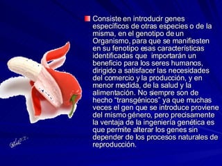 Consiste en introducir genes específicos de otras especies o de la misma, en el genotipo de un Organismo, para que se manifiesten  en su fenotipo esas características identificadas que  importarán un beneficio para los seres humanos, dirigido a satisfacer las necesidades del comercio y la producción, y en menor medida, de la salud y la alimentación. No siempre son de hecho “transgénicos” ya que muchas veces el gen que se introduce proviene del mismo género, pero precisamente la ventaja de la ingeniería genética es que permite alterar los genes sin depender de los procesos naturales de reproducción. 