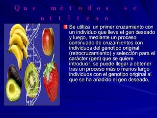 Que métodos se utilizan   Se utiliza  un primer cruzamiento con un individuo que lleve el gen deseado y luego, mediante un proceso continuado de cruzamientos con individuos del genotipo original (retrocruzamiento) y selección para el carácter (gen) que se quiere introducir, se puede llegar a obtener tras un proceso más o menos largo individuos con el genotipo original al que se ha añadido el gen deseado. 