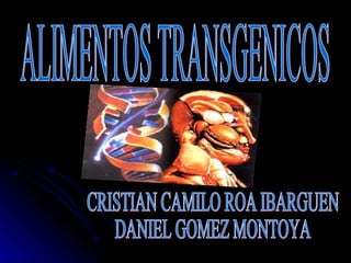 CRISTIAN CAMILO ROA IBARGUEN  DANIEL GOMEZ MONTOYA ALIMENTOS TRANSGENICOS 