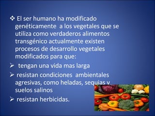 El ser humano ha modificado genéticamente  a los vegetales que se utiliza como verdaderos alimentos transgénico actualmente existen procesos de desarrollo vegetales modificados para que: tengan una vida mas larga resistan condiciones  ambientales  agresivas, como heladas, sequias y suelos salinos resistan herbicidas. 
