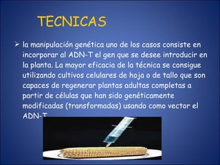 TECNICAS la manipulación genética uno de los casos consiste en incorporar al ADN-T el gen que se desee introducir en la planta. La mayor eficacia de la técnica se consigue utilizando cultivos celulares de hoja o de tallo que son capaces de regenerar plantas adultas completas a partir de células que han sido genéticamente modificadas (transformadas) usando como vector el ADN-T. 