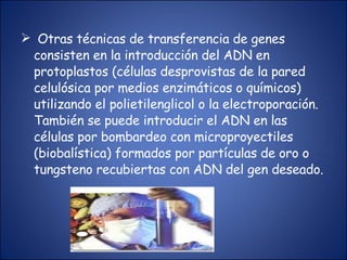 Otras técnicas de transferencia de genes consisten en la introducción del ADN en protoplastos (células desprovistas de la pared celulósica por medios enzimáticos o químicos) utilizando el polietilenglicol o la electroporación. También se puede introducir el ADN en las células por bombardeo con microproyectiles (biobalística) formados por partículas de oro o tungsteno recubiertas con ADN del gen deseado. 