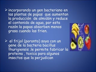 incorporando un gen bacteriano en las plantas de papas  que aumentan la producción  de almidón y reduce  el contenido de agua, por esta razón la papas absorben menos grasa cuando las frien. el frijol (poronto) soya con un gene de la bacteria bacillus thurigiensis .le permite fabricar la proteina , toxica para algunos insectos que la perjudican 