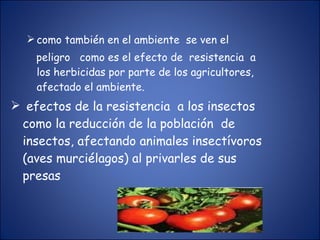 como también en el ambiente  se ven el peligro  como es el efecto de  resistencia  a los herbicidas por parte de los agricultores, afectado el ambiente. efectos de la resistencia  a los insectos como la reducción de la población  de insectos, afectando animales insectívoros (aves murciélagos) al privarles de sus presas 