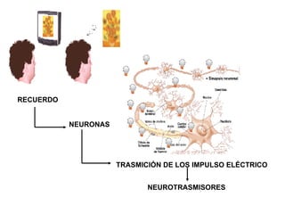 RECUERDO TRASMICIÓN DE LOS IMPULSO ELÉCTRICO NEURONAS NEUROTRASMISORES 