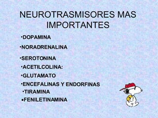 NEUROTRASMISORES MAS IMPORTANTES DOPAMINA NORADRENALINA SEROTONINA   ACETILCOLINA:  GLUTAMATO  ENCEFALINAS Y ENDORFINAS   TIRAMINA  FENILETINAMINA  