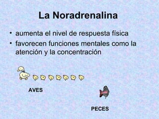 La Noradrenalina   aumenta el nivel de respuesta física  favorecen funciones mentales como la atención y la concentración  AVES PECES 