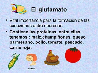 El glutamato Vital importancia para la formación de las conexiones entre neuronas.  Contiene las proteínas, entre ellas tenemos : maíz,champiñones, queso parmesano, pollo, tomate, pescado, carne roja. 