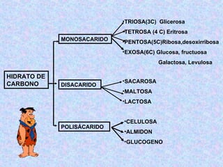 HIDRATO DE CARBONO MONOSACARIDO DISACARIDO POLISÁCARIDO TRIOSA(3C)  Glicerosa TETROSA (4 C) Eritrosa PENTOSA(5C)Ribosa,desoxirribosa EXOSA(6C) Glucosa, fructuosa Galactosa, Levulosa SACAROSA MALTOSA LACTOSA CELULOSA ALMIDON GLUCOGENO 