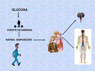 GLUCOSA FUENTE DE ENERGÍA RÁPIDA  DISPOSICIÓN   