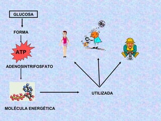 GLUCOSA ATP ADENOSINTRIFOSFATO MOLÉCULA ENERGÉTICA FORMA UTILIZADA 