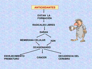 ANTIOXIDANTES EVITAN  LA FORMACIÓN RADICALES LIBRES DAÑAN MEMBRANA CELULAR ADN OCASIONANDO  ENVEJECIMIENTO PREMATURO CÁNCER DECADENCIA DEL CEREBRO 