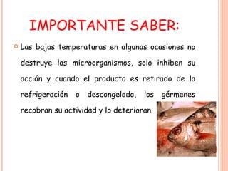 IMPORTANTE SABER: Las bajas temperaturas en algunas ocasiones no destruye los microorganismos, solo inhiben su acción y cuando el producto es retirado de la refrigeración o descongelado, los gérmenes recobran su actividad y lo deterioran. 