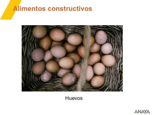 Alimentos constructivos