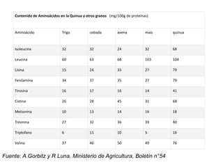 Contenido de Aminoácidos en la Quinua y otros granos (mg/100g de proteínas)
Aminoácido Trigo cebada avena maíz quinua
Isoleucina 32 32 24 32 68
Leucina 60 63 68 103 104
Lisina 15 24 35 27 79
Fenilamina 34 37 35 27 79
Tirosina 16 17 16 14 41
Cistina 26 28 45 31 68
Metionina 10 13 14 16 18
Treonina 27 32 36 39 40
Triptofano 6 11 10 5 16
Valina 37 46 50 49 76
Fuente: A.Gorbitz y R Luna, Ministerio de Agricultura, Boletin n°54
 