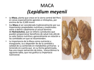MACA
(Lepidium meyenii
• La Maca, planta que crece en la sierra central del Perú
en zonas especialmente agrestes e inhóspitas, por
encima de los 3,500 msnm
• }La Maca al ser considerada tradicionalmente por sus
importantes propiedades nutritivas y medicinales
viene a definir cabalmente el actual término
de Nutracéutico, que se refiere a productos que
pueden proporcionar beneficios de salud más allá de
su valor básico nutritivo y generalmente en relación a
las cantidades en que se recomienden.
• La importancia de la Maca como nutriente y
energizante, va a depender de de la cantidad y
calidad de su contenido en metabolitos primarios y
teniendo en cuenta que en su forma gelatinizada,
hay una mayor extracción de éstos, transcribimos la
siguiente tabla, que nos grafica su importacia
nutricional.
 