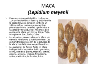 • Proteínas como polipéptidos conforman
11% de la raíz de Maca seca y 14% de toda
la pasta de Maca, también contiene un
10% de calcio, también se encuentran
presentes en una cantidad significativa el
Magnesio y Potasio, otros minerales que
contiene la Maca son Hierro, Silicio, Yodo,
Manganeso, Zinc, Sodio, Cobre.
• Las vitaminas encontradas en la Maca son
tiamina, riboflavina y ácido ascórbico. Los
carbohidratos provienen de la celulosa de
la Maca y de la lignina son poliholosidos.
• Las proteínas de Amino Acido en Maca
incluyen ácido aspártico, ácido glutámico,
serina, histidina, glicina, treonina, cistina,
alanina, arginina, tirosina, fenilalanina,
valina, metionina, isoleucina, lisina.
MACA
(Lepidium meyenii
 