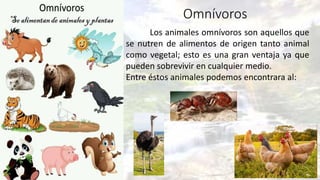 Omnívoros
Los animales omnívoros son aquellos que
se nutren de alimentos de origen tanto animal
como vegetal; esto es una gran ventaja ya que
pueden sobrevivir en cualquier medio.
Entre éstos animales podemos encontrara al:
 