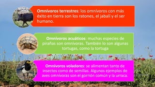 Omnívoros terrestres: los omnívoros con más
éxito en tierra son los ratones, el jabalí y el ser
humano.
Omnívoros acuáticos: muchas especies de
pirañas son omnívoras. También lo son algunas
tortugas, como la tortuga
Omnívoros voladores: se alimentan tanto de
insectos como de semillas. Algunos ejemplos de
aves omnívoras son el gorrión común y la urraca.
 