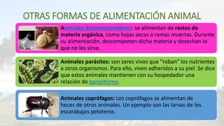 OTRAS FORMAS DE ALIMENTACIÓN ANIMAL
Animales descomponedores: se alimentan de restos de
materia orgánica, como hojas secas o ramas muertas. Durante
su alimentación, descomponen dicha materia y desechan lo
que no les sirve.
Animales parásitos: son seres vivos que "roban" los nutrientes
a otros organismos. Para ello, viven adheridos a su piel .Se dice
que estos animales mantienen con su hospedador una
relación de parasitismo.
Animales coprófagos: Los coprófagos se alimentan de
heces de otros animales. Un ejemplo son las larvas de los
escarabajos peloteros.
 