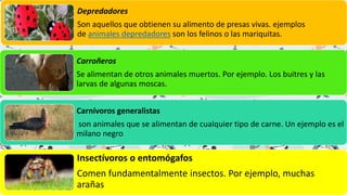 Depredadores
Son aquellos que obtienen su alimento de presas vivas. ejemplos
de animales depredadores son los felinos o las mariquitas.
Carroñeros
Se alimentan de otros animales muertos. Por ejemplo. Los buitres y las
larvas de algunas moscas.
Carnívoros generalistas
son animales que se alimentan de cualquier tipo de carne. Un ejemplo es el
milano negro
Insectívoros o entomógafos
Comen fundamentalmente insectos. Por ejemplo, muchas
arañas.
 