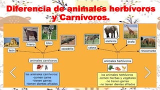 Diferencia de animales herbívoros
y Carnívoros.
 