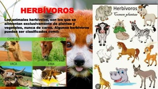 HERBÍVOROS
Los animales herbívolos, son los que se
alimentan exclusivamente de plantas y
vegetales, nunca de carne. Algunas herbívoros
pueden ser clasificados comó:
 