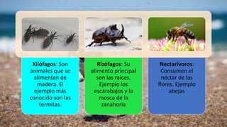Xilófagos: Son
animales que se
alimentan de
madera. El
ejemplo más
conocido son las
termitas.
Rizófagos: Su
alimento principal
son las raíces.
Ejemplo los
escarabajos y la
mosca de la
zanahoria
Nectarívoros:
Consumen el
néctar de las
flores. Ejemplo
abejas
 