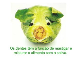 Os dentes têm a função de mastigar e misturar o alimento com a saliva.  