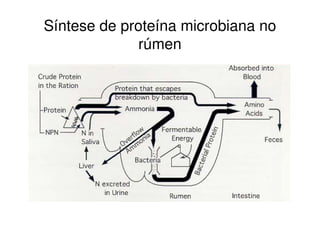 Síntese de proteína microbiana no
rúmen
 