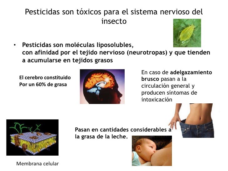 Quemar la grasa del vientre y los lados al hombre en las condiciones de casa