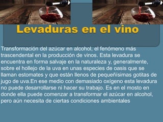 Transformación del azúcar en alcohol, el fenómeno más
trascendental en la producción de vinos. Esta levadura se
encuentra en forma salvaje en la naturaleza y, generalmente,
sobre el hollejo de la uva en unas especies de oasis que se
llaman estomates y que están llenos de pequeñísimas gotitas de
jugo de uva.En ese medio con demasiado oxígeno esta levadura
no puede desarrollarse ni hacer su trabajo. Es en el mosto en
donde ella puede comenzar a transformar el azúcar en alcohol,
pero aún necesita de ciertas condiciones ambientales
 
