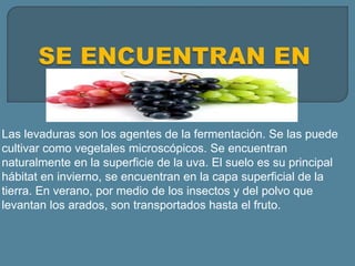 Las levaduras son los agentes de la fermentación. Se las puede
cultivar como vegetales microscópicos. Se encuentran
naturalmente en la superficie de la uva. El suelo es su principal
hábitat en invierno, se encuentran en la capa superficial de la
tierra. En verano, por medio de los insectos y del polvo que
levantan los arados, son transportados hasta el fruto.
 