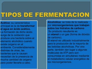 Acética: su característica
principal es la de transformar
el agua en ácido acético.
La formación de dicho ácido
surge de la oxidación que
produce una bacteria sobre el
elemento alcohólico cuando
existe oxigeno en el
ambiente. Considerablemente
distintas de otras, las
bacterias que la causan
necesitan de la presencia de
mucha cantidad de oxigeno
para poder llevarla a cabo.
Alcohólica: se trata de la realizada
por microorganismos que trabajan
sobre los hidratos de carbono
Su producto resultante es
un etanol o un gas (forma de dióxido
de carbono).
El etanol es utilizado industrialmente
para la producción de la mayoría de
las bebidas alcohólicas. Por otra
parte, también dan lugar a algunas
moléculas de ATP pero son
consumidas en simultáneo mediante
el metabolismo celular energético de
los microorganismos.
 