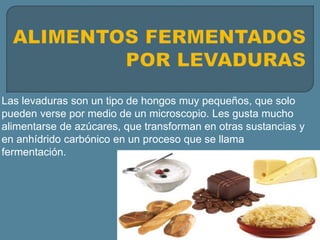 Las levaduras son un tipo de hongos muy pequeños, que solo
pueden verse por medio de un microscopio. Les gusta mucho
alimentarse de azúcares, que transforman en otras sustancias y
en anhídrido carbónico en un proceso que se llama
fermentación.
 