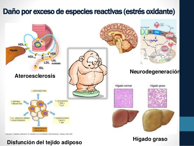 Alimentos funcionales como estrategia ante el SM y sus Alimentos funcionales como estrategia ante el SM y sus