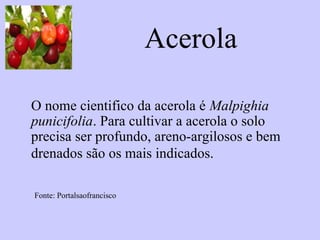 Acerola

O nome cientifico da acerola é Malpighia
punicifolia. Para cultivar a acerola o solo
precisa ser profundo, areno-argilosos e bem
drenados são os mais indicados.

Fonte: Portalsaofrancisco
 