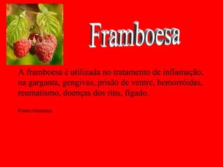A framboesa é utilizada no tratamento de inflamação,
na garganta, gengivas, prisão de ventre, hemorróidas,
reumatismo, doenças dos rins, fígado.
Fonte:ritasousa
 