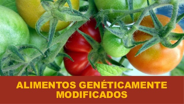 Resultado de imagen de alimentos modificados geneticamente