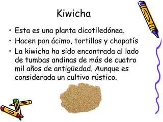 Kiwicha
• Esta es una planta dicotiledónea.
• Hacen pan ácimo, tortillas y chapatís
• La kiwicha ha sido encontrada al lado
  de tumbas andinas de más de cuatro
  mil años de antigüedad. Aunque es
  considerada un cultivo rústico.
 