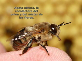 Alimentos naturales y salud.