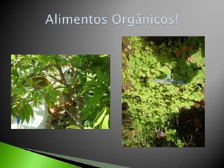 AlimentosOrgânicos!