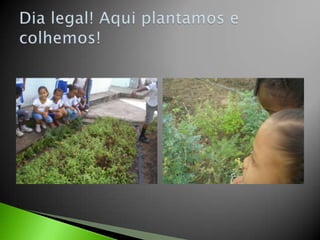 Dia legal! Aqui plantamos e colhemos!